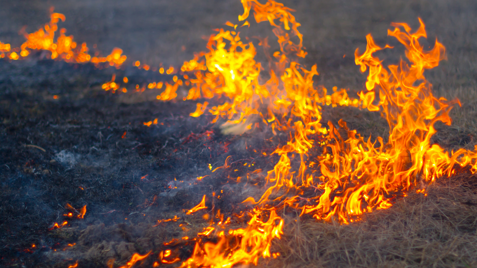 An image of a wildfire