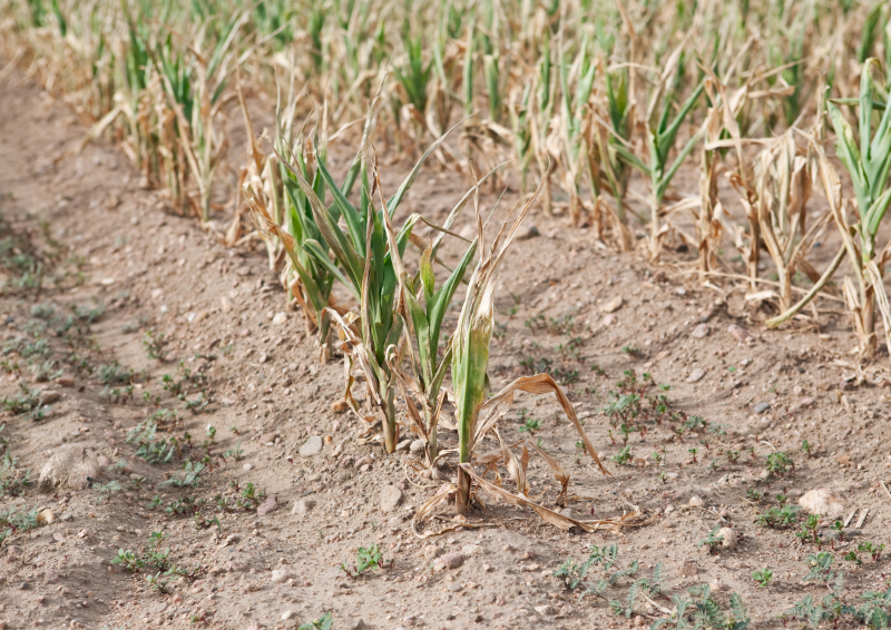 A field of crops in a drought with brown leaves and dry dusty earth